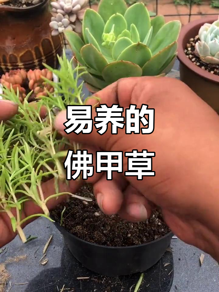 佛甲草:超易养的多肉植物,轻松爆盆!