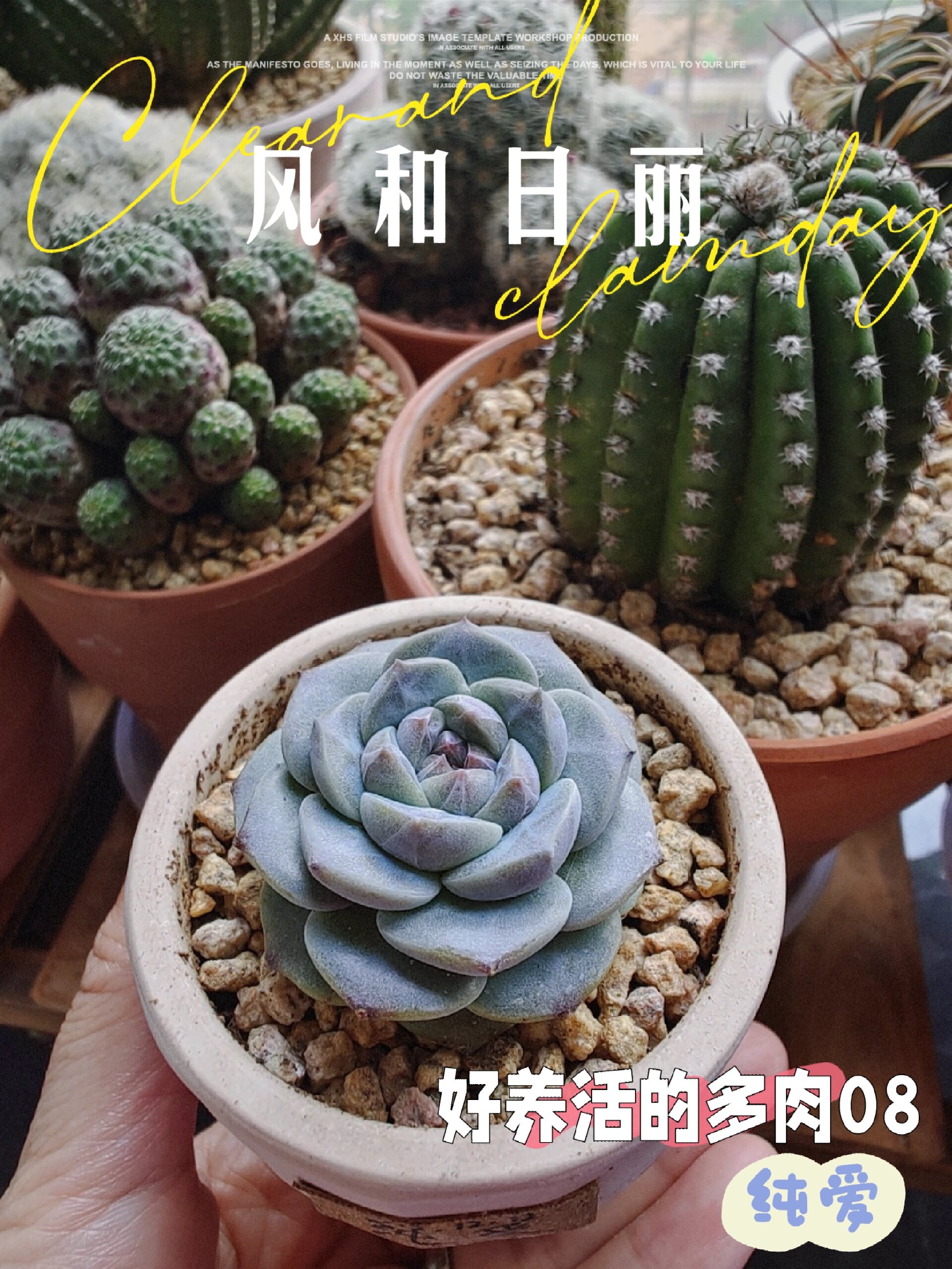 好养活的多肉08-纯爱