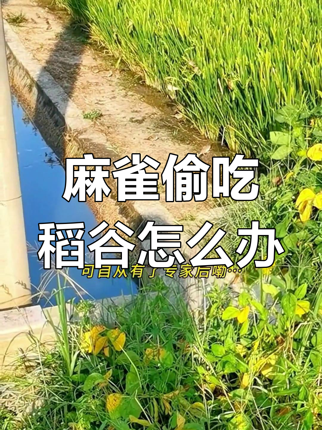 麻雀吃稻谷,农民到底该不该打?