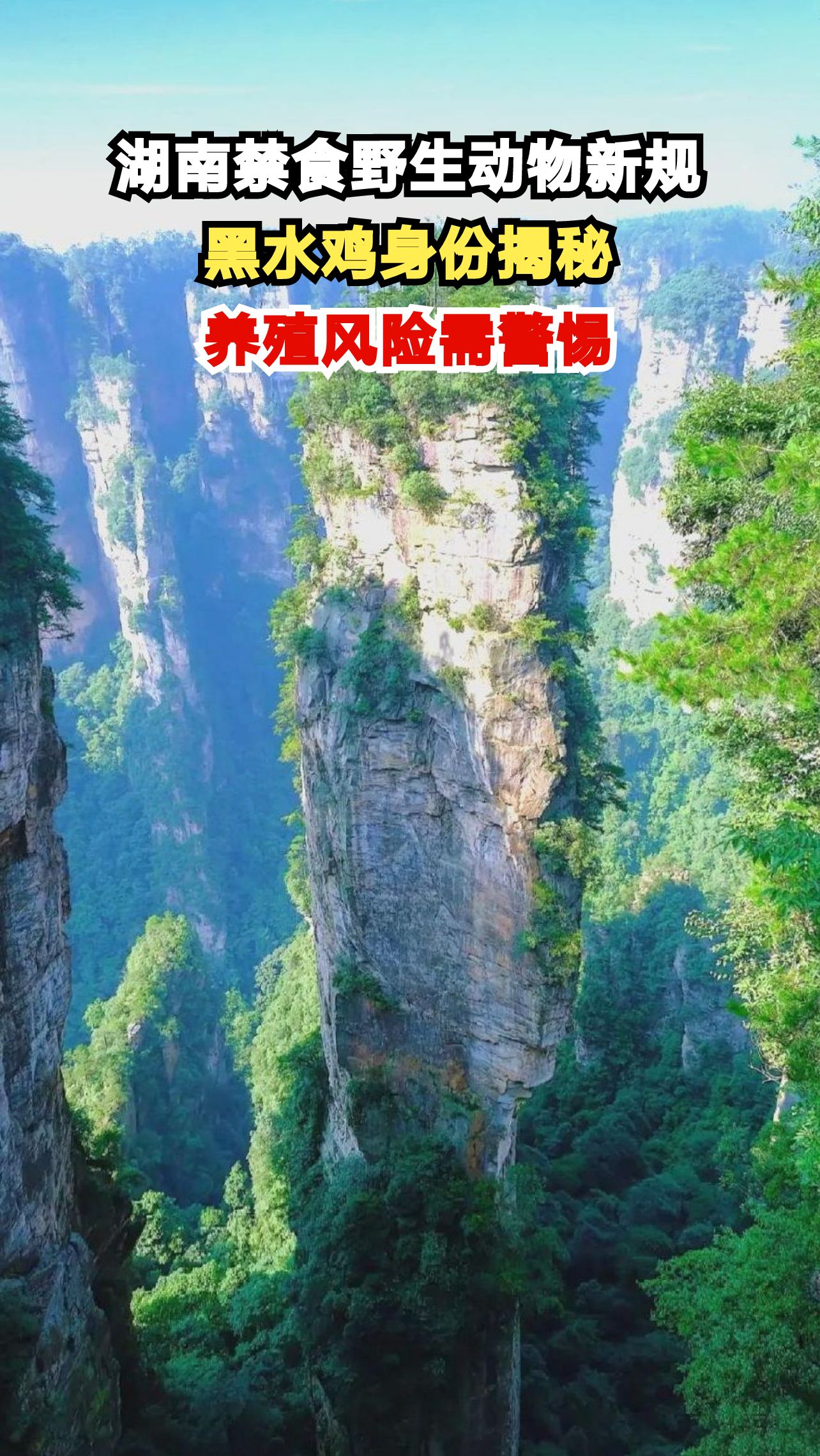 湖南全面禁食野生动物，黑水鸡为何成焦点？养殖户亏损十几万真相