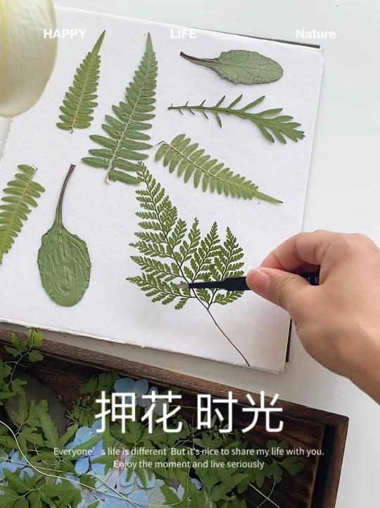 一看就会,做植物标本就是这么简单|押花教程