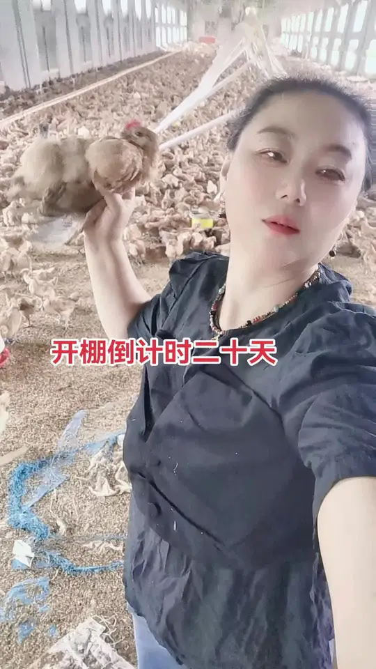 优质散养脱温土鸡苗,公母均重已达六七两且疫苗齐全