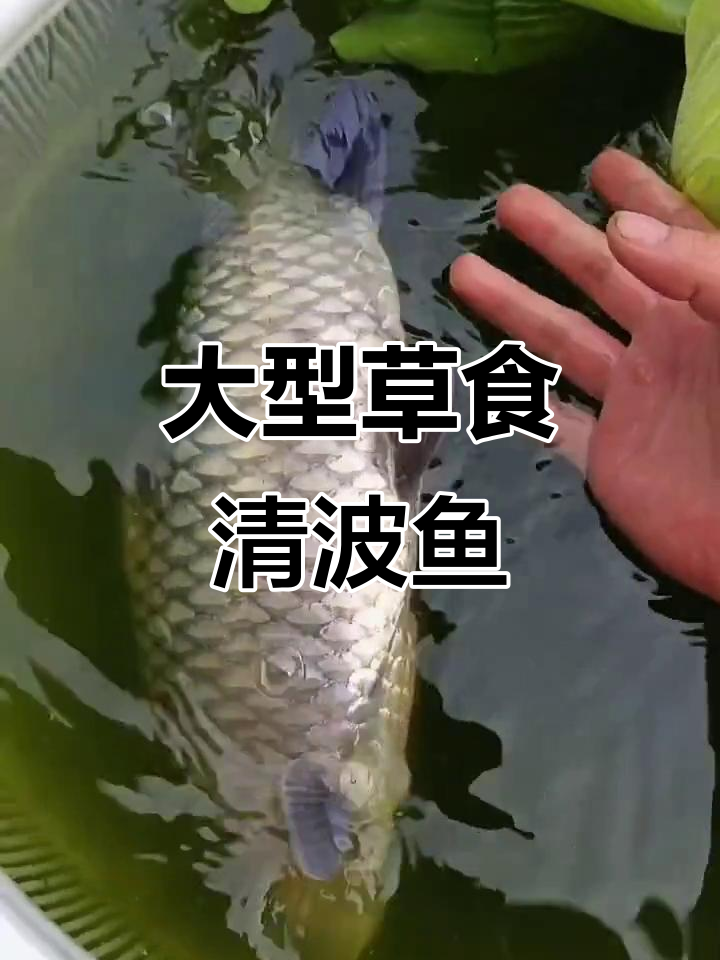 清波鱼:水中珍品,最大能长三十斤,营养丰富深受喜爱