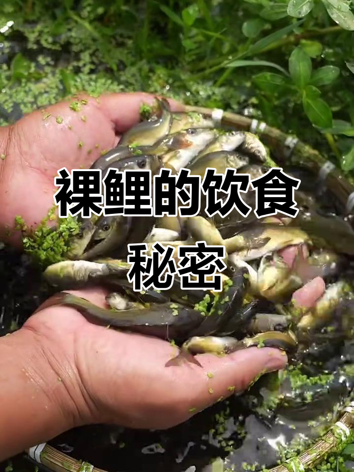 裸鲤杂食性强，吃浮游物与五谷，一年能长不少