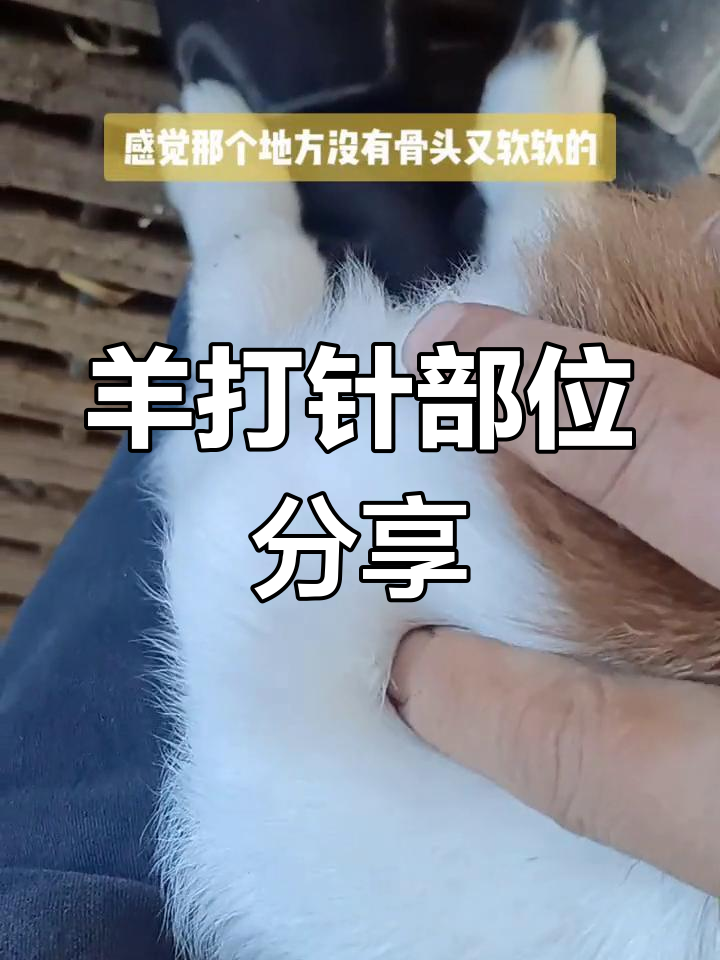 羊打针位置解析:肌肉注射与皮下注射