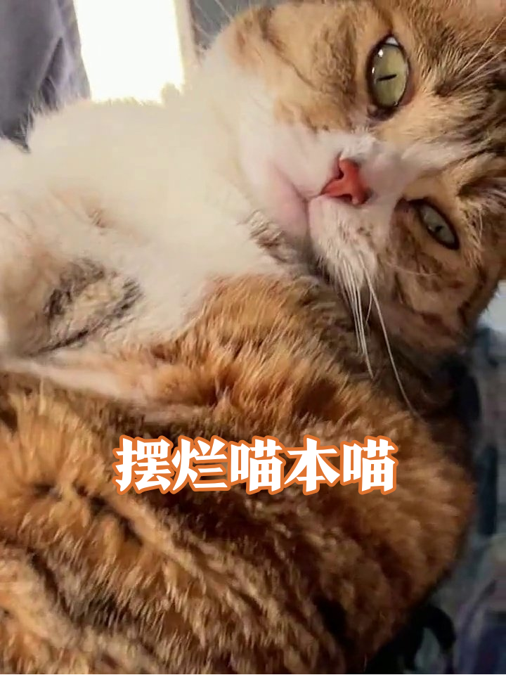 橘猫摸鱼名场面:舔爪洗脸打哈欠,每帧都是表情包