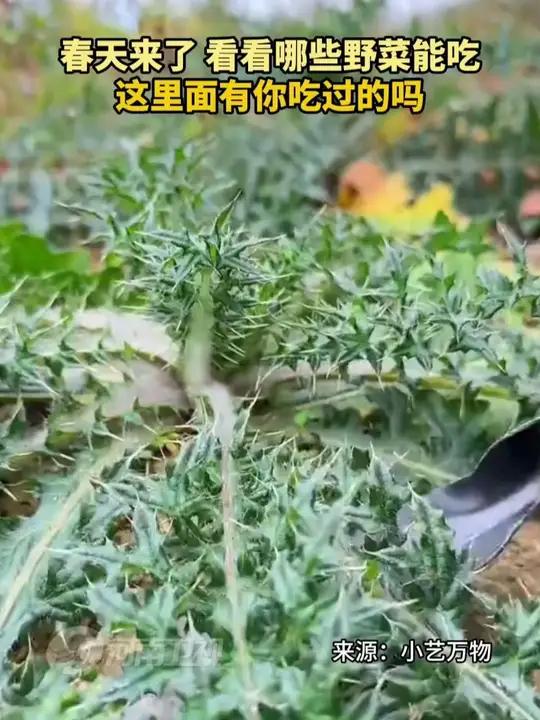 春天来了,看看哪些野菜能吃,这里面有你吃过的吗#春天吃野菜的季节