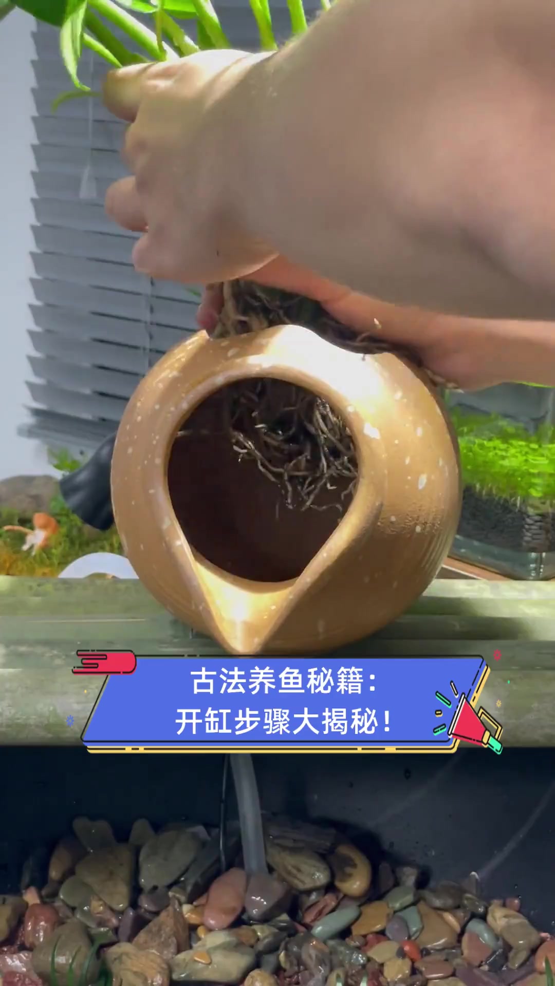古法养鱼秘籍:开缸步骤大揭秘!