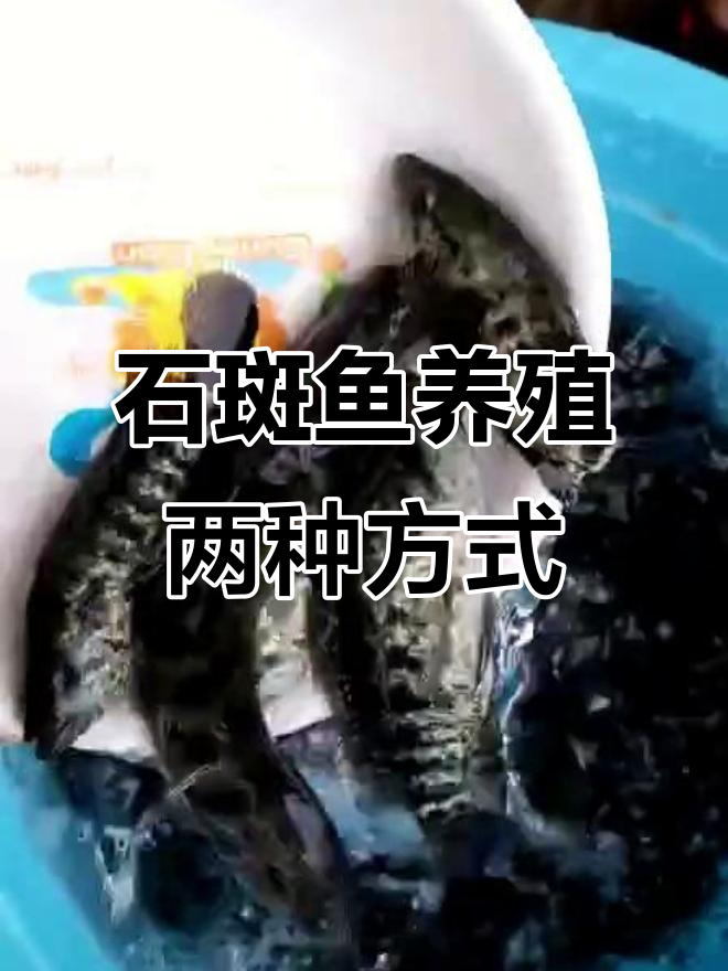 淡水石斑鱼养殖模式分析:外塘与工厂化对比