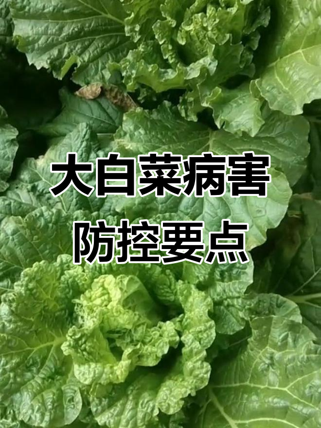 秋白菜病虫害防治全攻略,田间管理技巧大公开