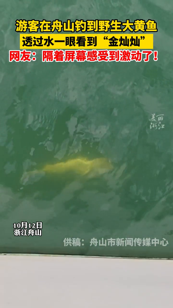 游客在舟山钓到野生大黄鱼 激动得“哇哇大叫”
