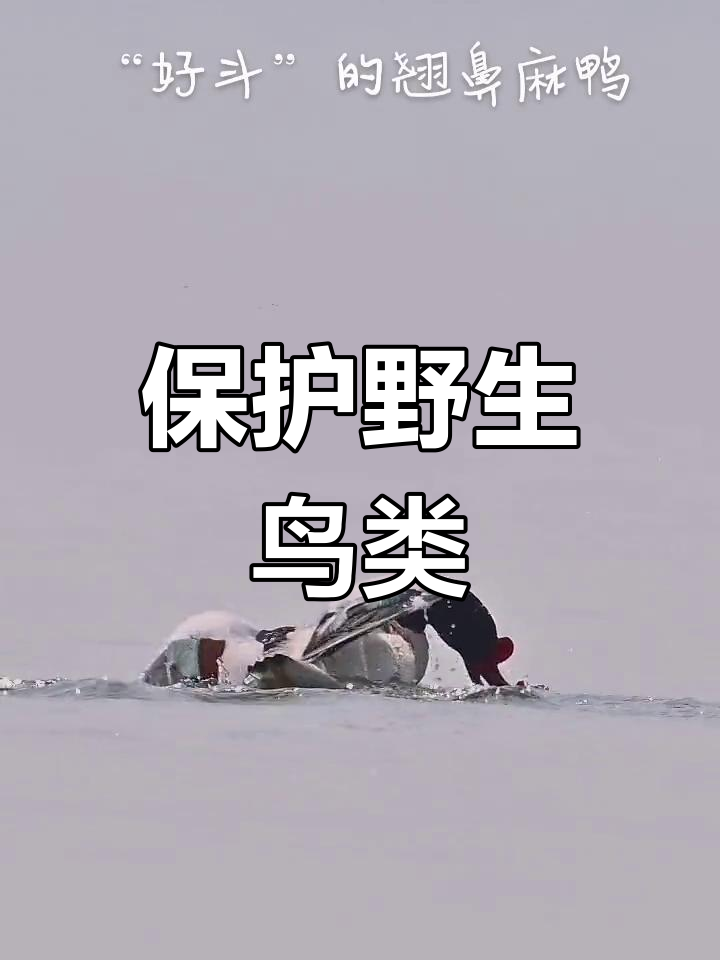 翘鼻麻鸭:濒危涉禽的独特特征