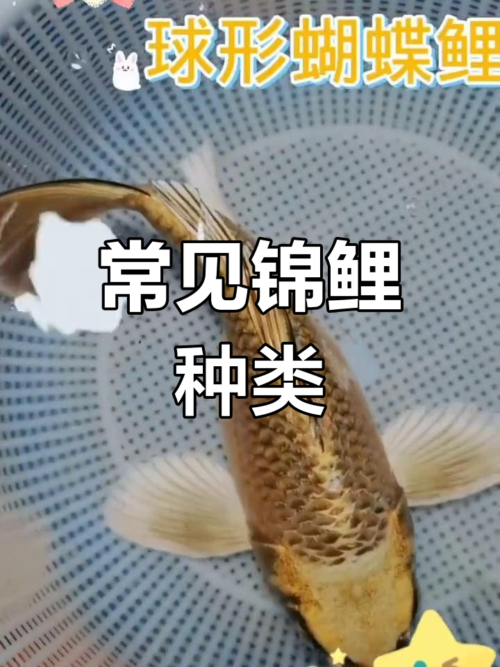 锦鲤品种大全解析