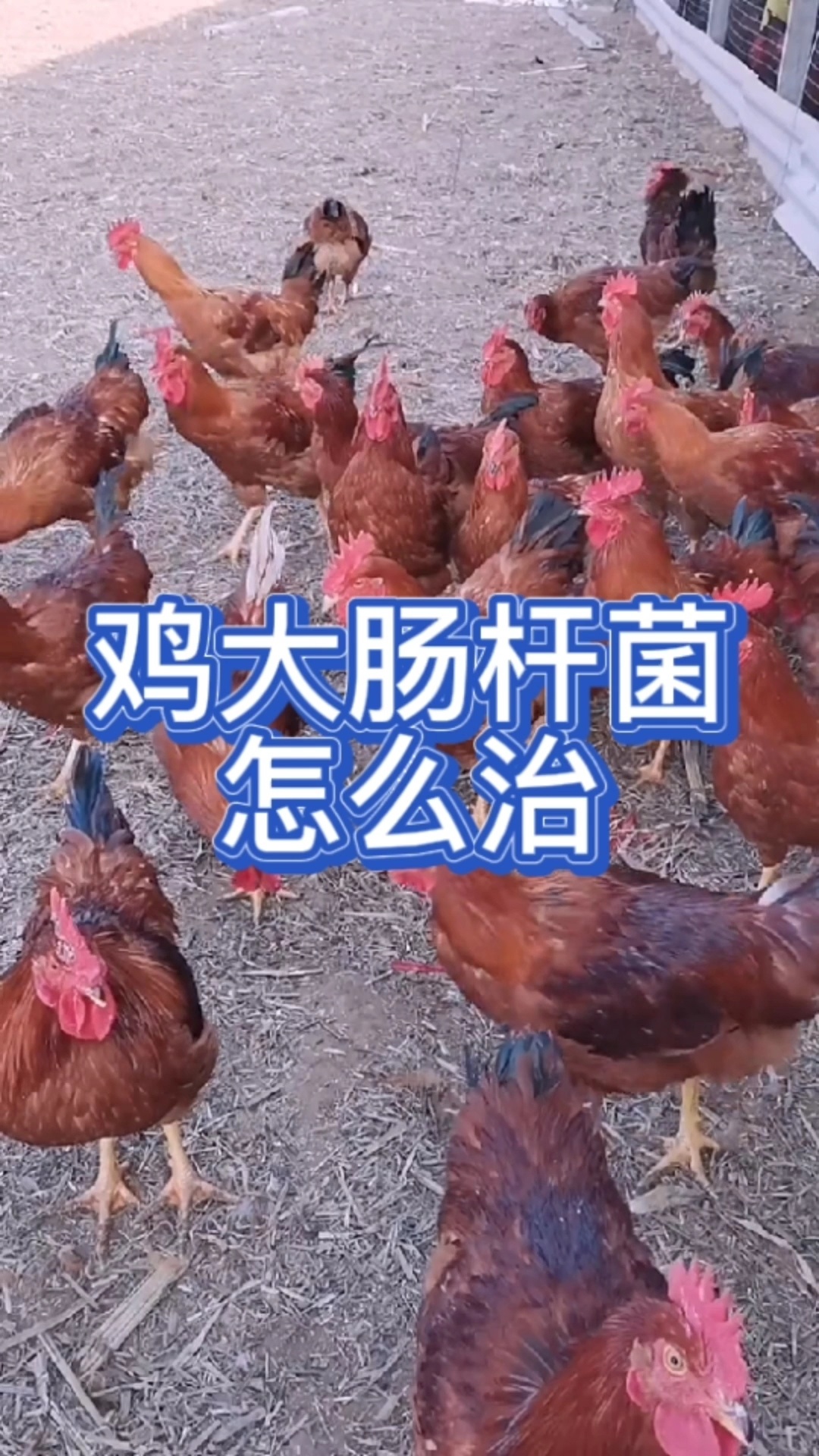 鸡大肠杆菌怎么治疗?鸡大肠杆菌病的症状?