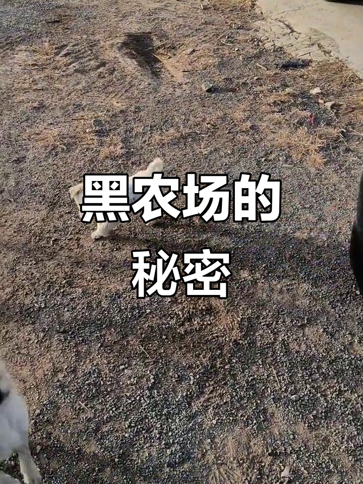 探访黑农场,了解大骨鸡的独特魅力