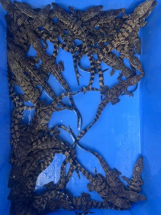 抽水抓小鳄鱼，给养了3个月的4000条苗子分家 鱼不过塘不肥，鳄鱼也是鱼