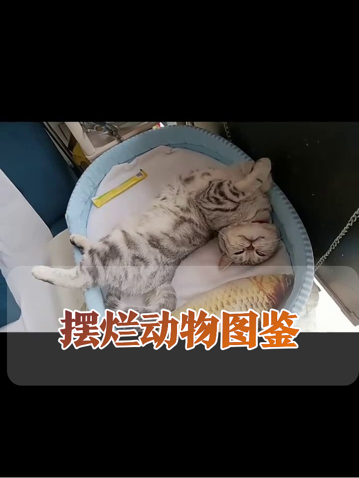 狗狗猫咪摆烂名场面：躺平露肚+仰天长啸+猫咪抱鱼