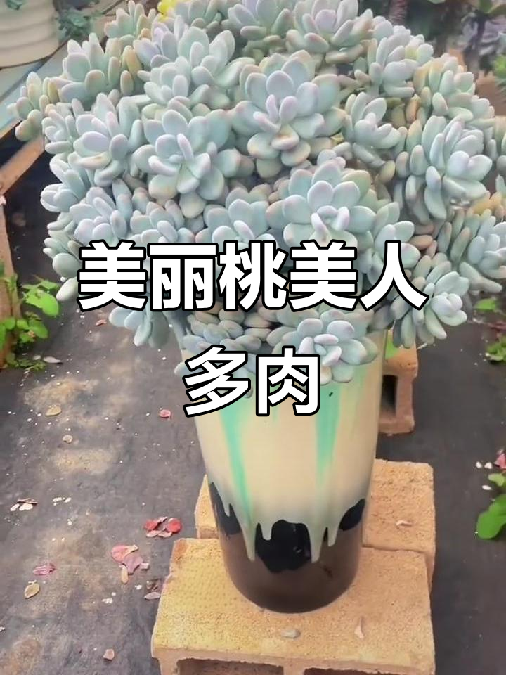 桃美人多肉植物:光照充足下叶片变粉红,形态可爱