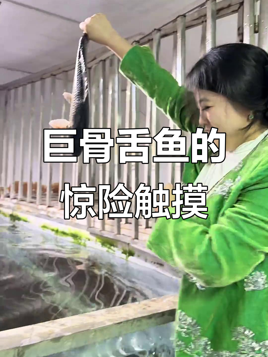 巨骨舌鱼暴躁来袭,2米6、300斤的“猛兽”你敢摸吗?