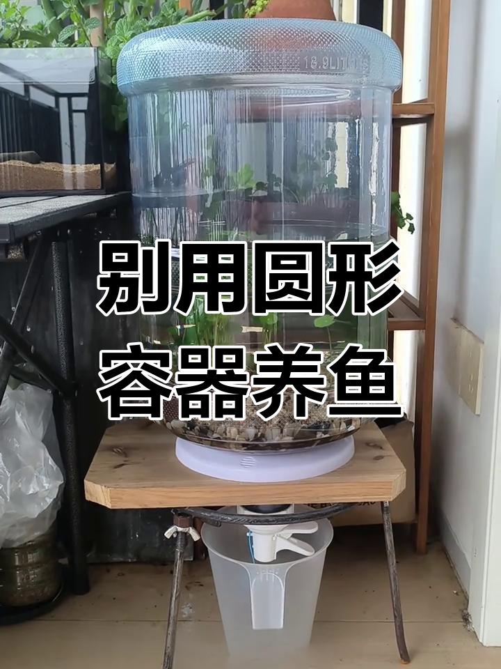 透明圆形鱼缸的隐患,养鱼的正确选择