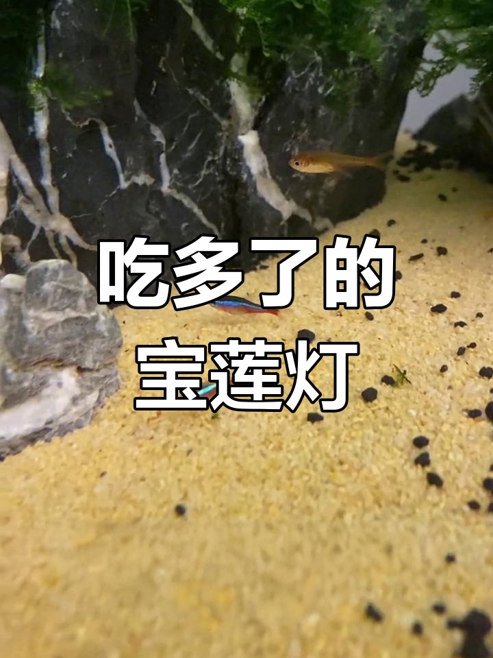 宝莲灯鱼吃太多,差点撑破肚子