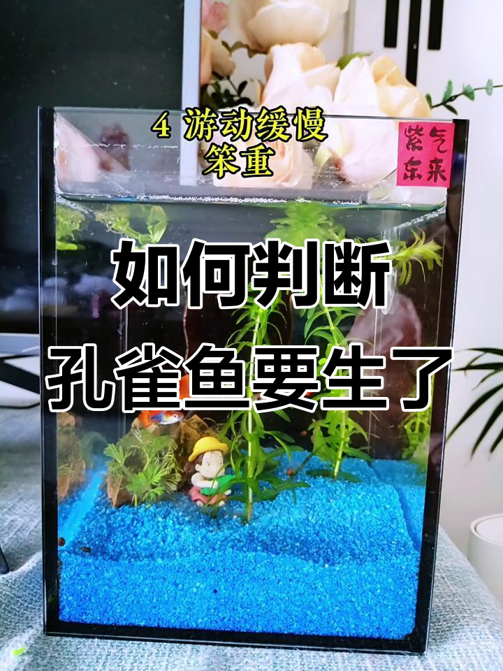 孔雀鱼即将生产的五大征兆,快来看看吧!