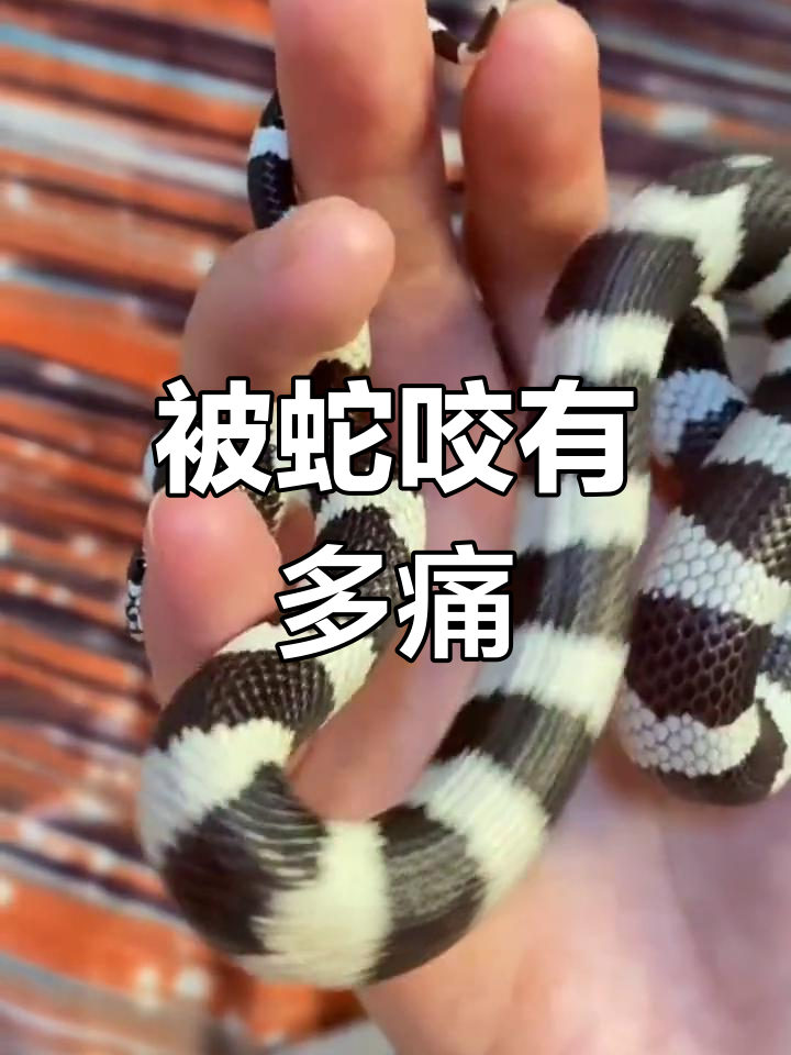 宠物蛇咬人疼吗?