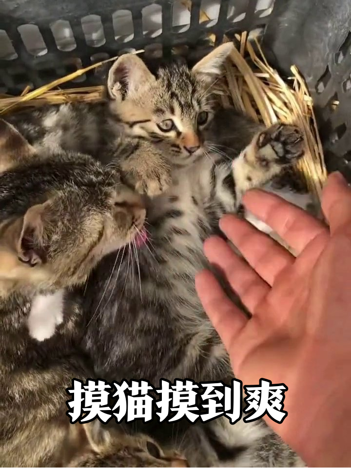 小奶猫被摸出表情包:四脚朝天露肚皮还踩奶