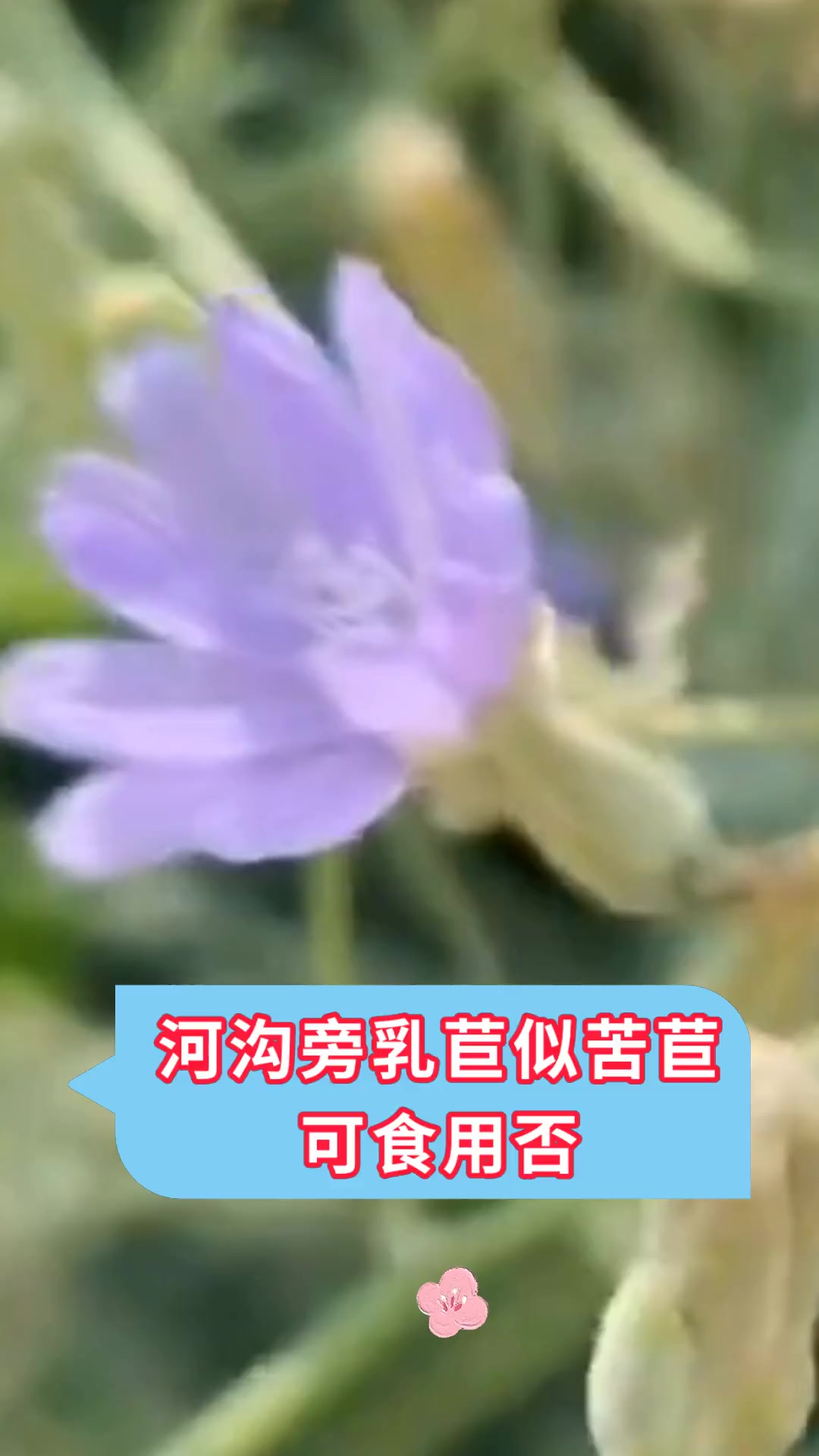 河沟旁乳苣似苦苣 可食用否