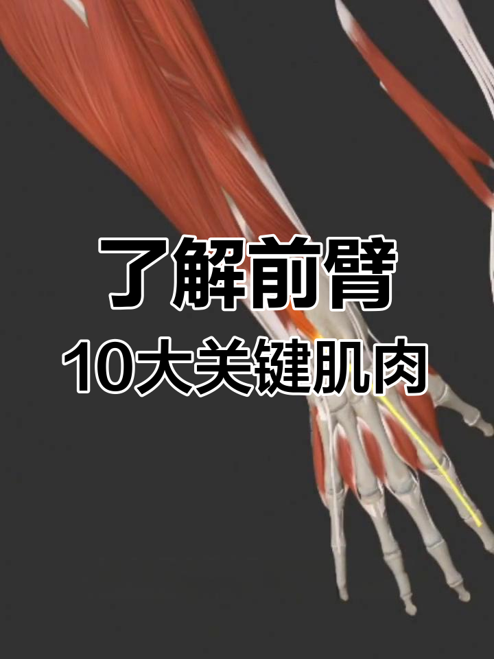 前臂肌肉解剖:控制手指与手腕的9块核心肌