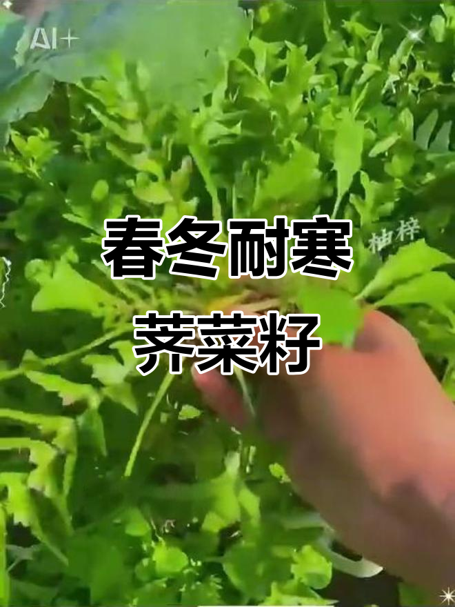 耐寒荠菜种子，阳台四季播种，冬季也能生长