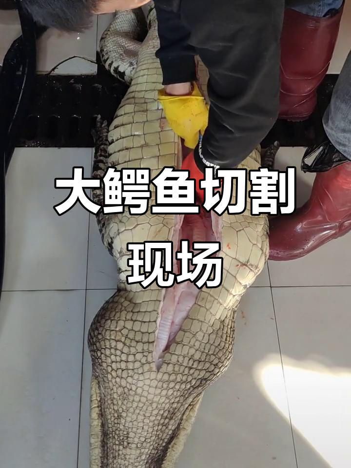 100斤大鳄鱼被宰杀,切割过程惊心动魄