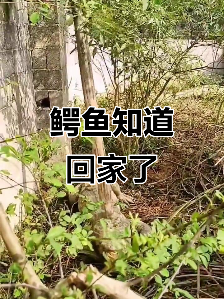鳄鱼养殖基地的奇妙日常：它们都懂得回家
