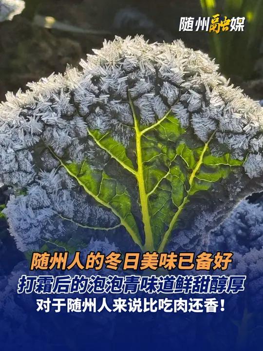随州人的冬日美味已备好,打霜后的泡泡青味道鲜甜醇厚,对于随州人来说比吃肉还香!(编辑 苏浩