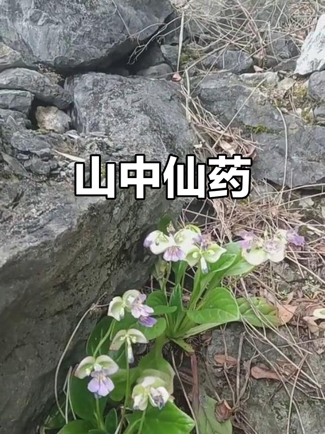 岩白菜,山中珍品,老一辈常采之,视为神奇草药