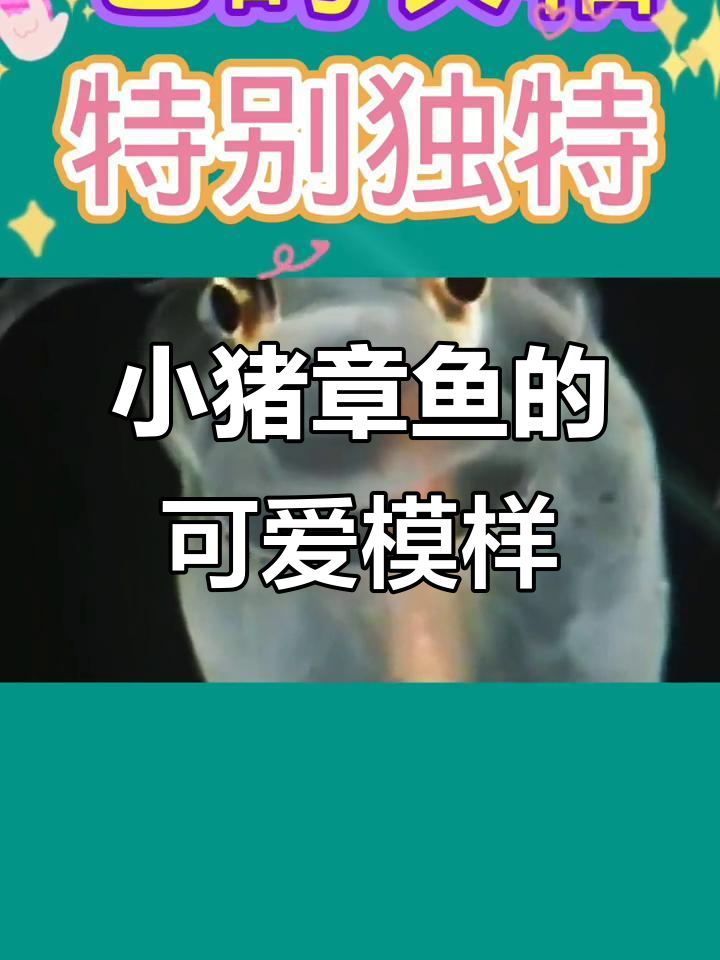 夏威夷发现“小猪章鱼”,萌态十足,触角像卷发