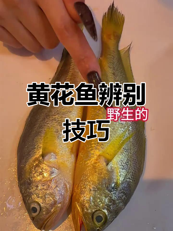 一分钟教你识别野生黄花鱼,避免被忽悠!