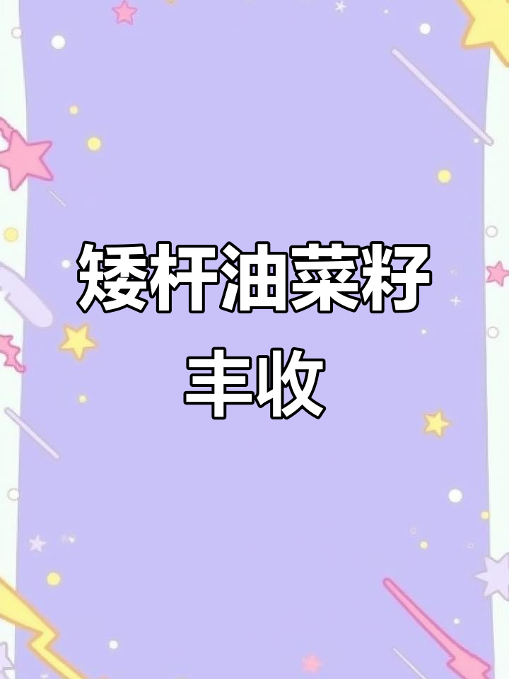 油菜丰收,矮杆抗倒伏品种助力高产高效