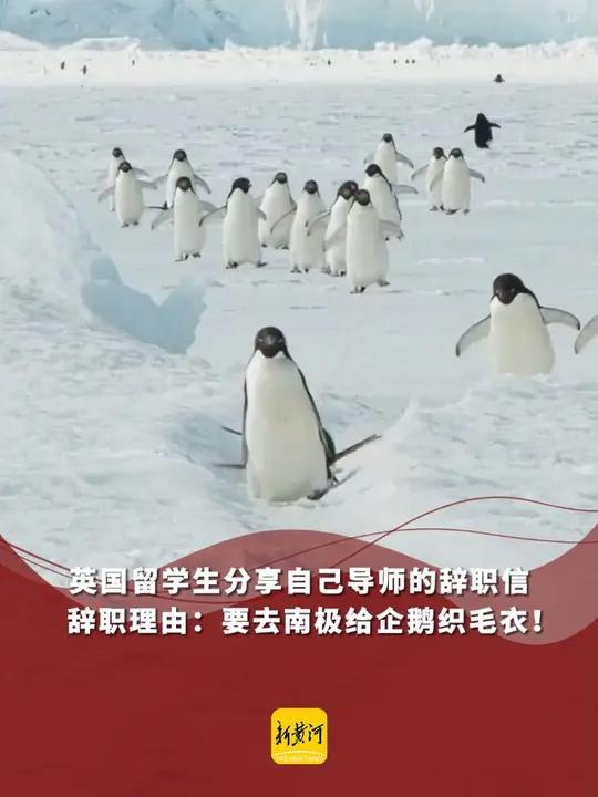 英国留学生分享自己导师的辞职信,辞职理由:要去南极给企鹅织毛衣!