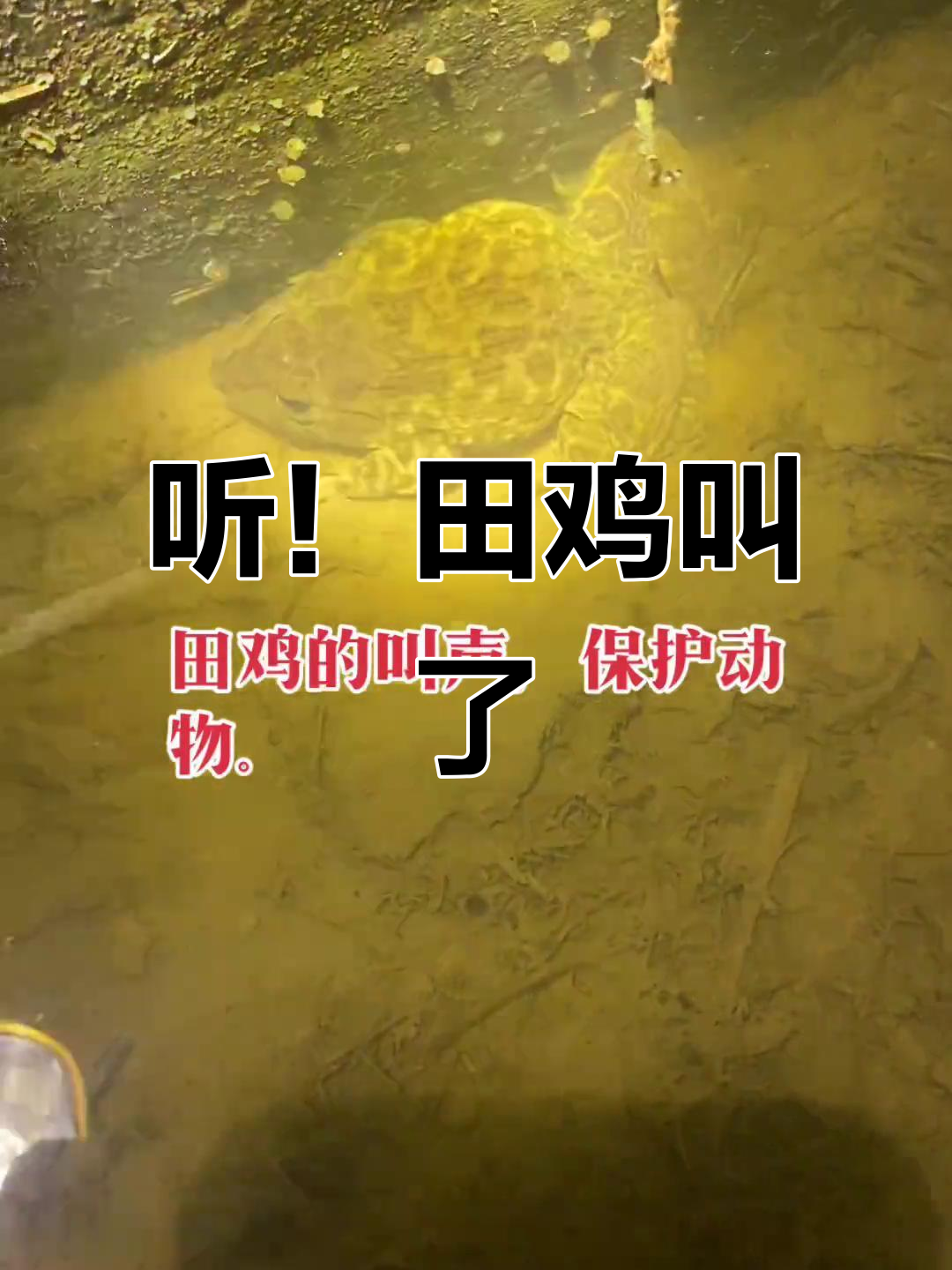 田鸡的叫声,真实农村体验