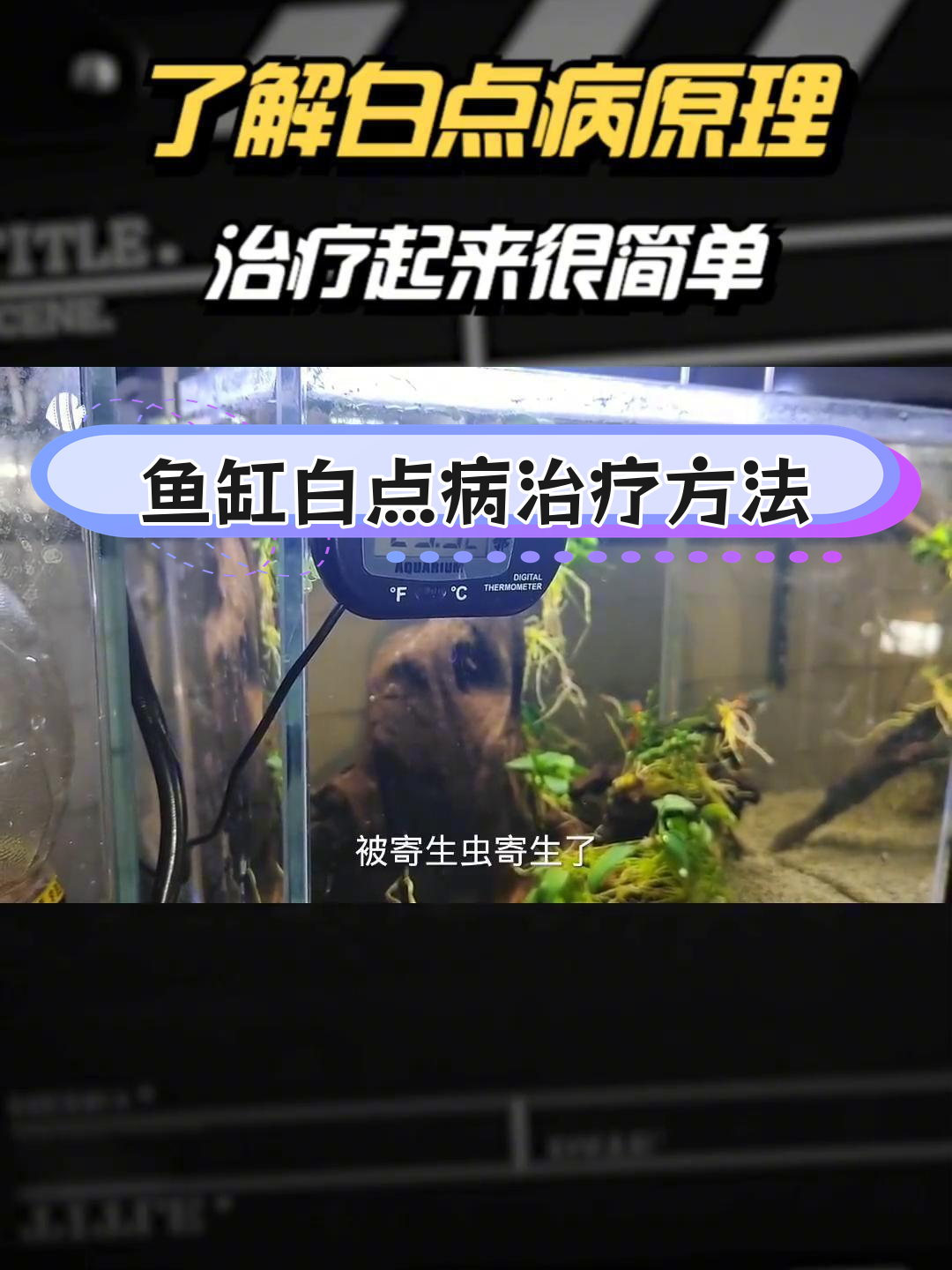 白点病治疗全攻略:升温法轻松治愈