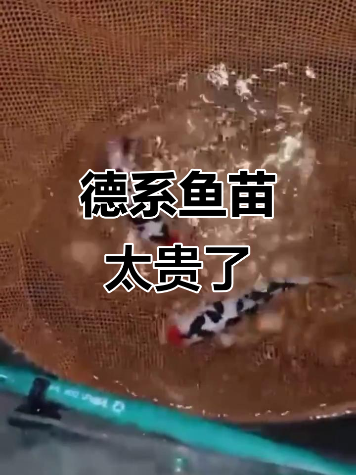 德系鱼苗价格曝光,一万一条你敢买吗?