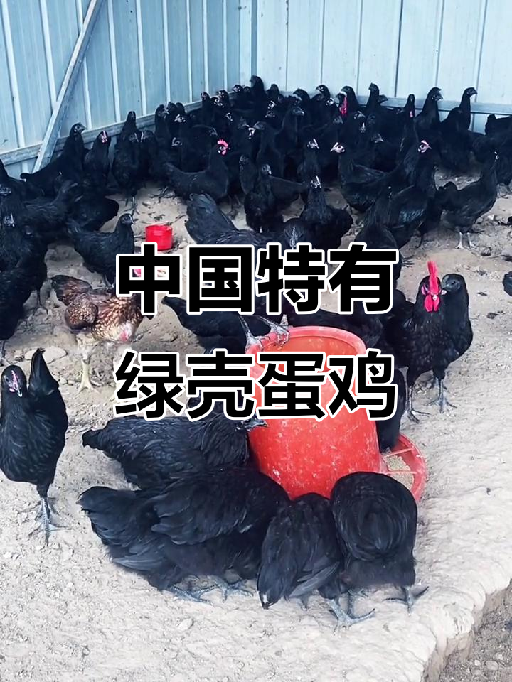 绿壳蛋鸡：中国独特品种，抗病力强