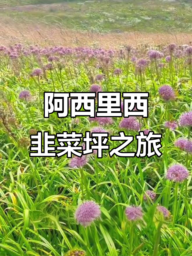 贵州韭菜坪：原生态花海与高山美景的完美结合