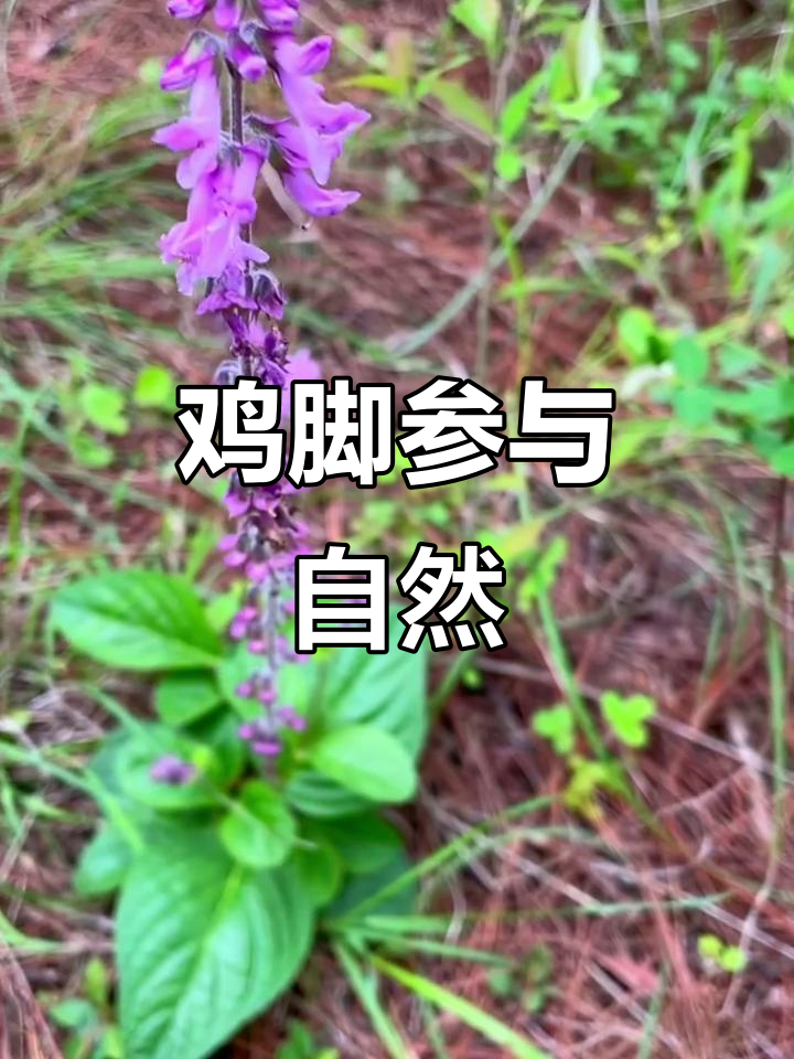 10月，鸡脚参生于松林草坡海拔1200-2900米