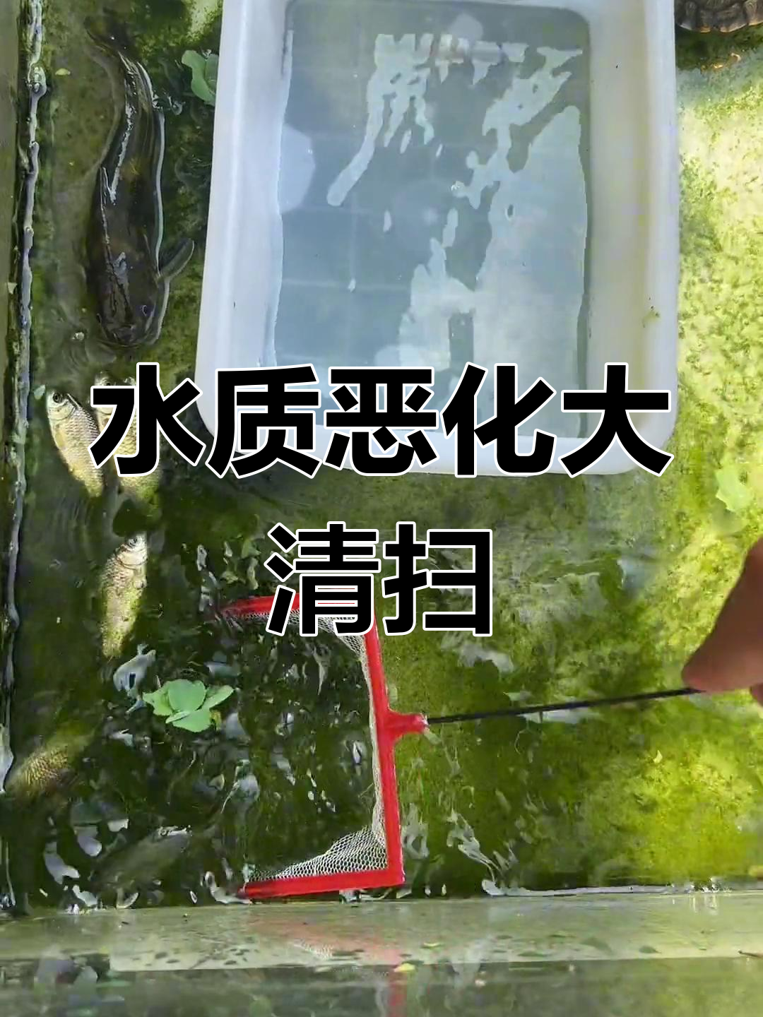 鱼池水质变差,抽水清理与捡鱼的日常