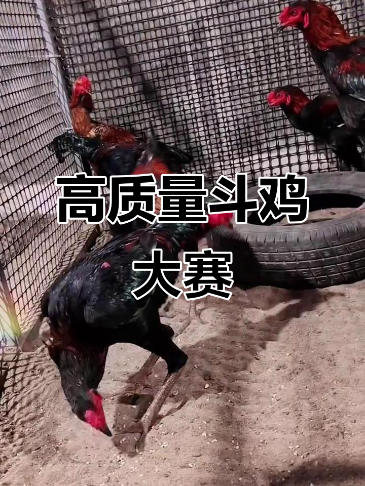 越南斗鸡大赛精彩瞬间,6条大骨架青年激烈对决