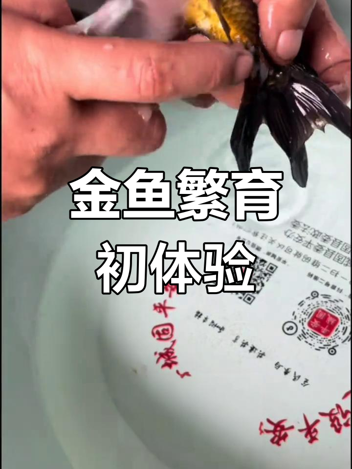 第一次尝试繁殖泰狮金鱼,竟然成功了!超惊喜和满足感