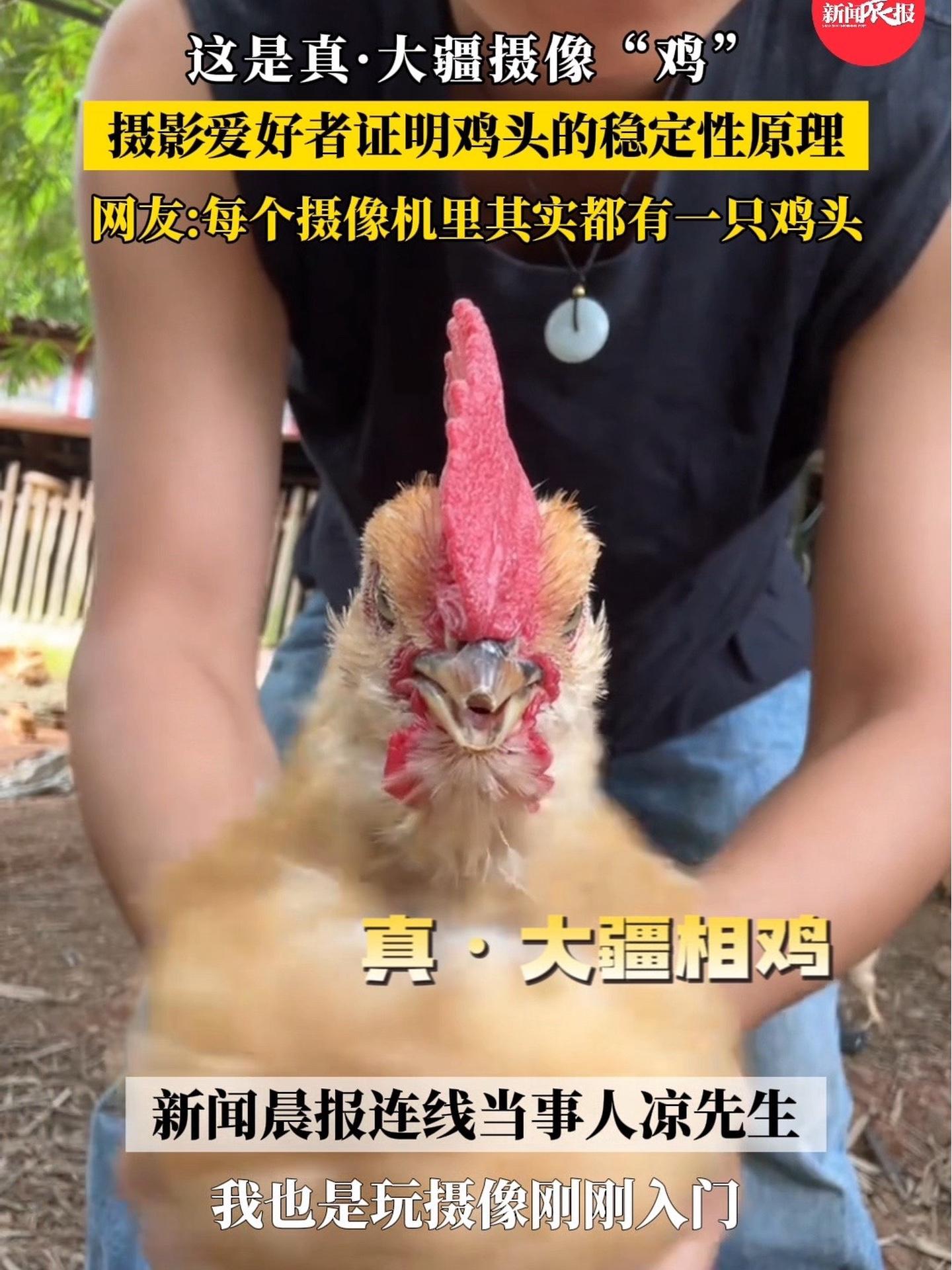 (自采原创)摄影爱好者证明鸡头稳定性原理 这是真·大疆摄像鸡(素材来源@菠萝丸子)摄像机 