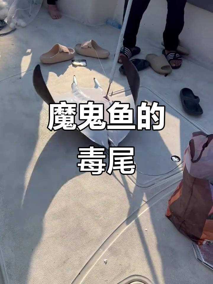 魔鬼鱼尾巴一刺,能致命!阿联酋提醒注意